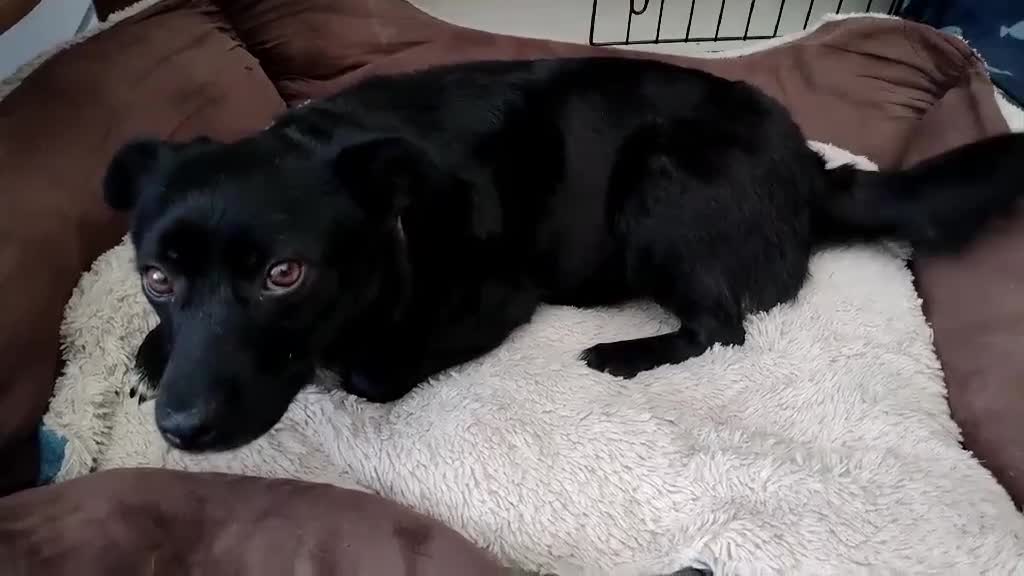 Mixed Breed dogs for adoption: Spirit is looking for her forever home! - Video 2