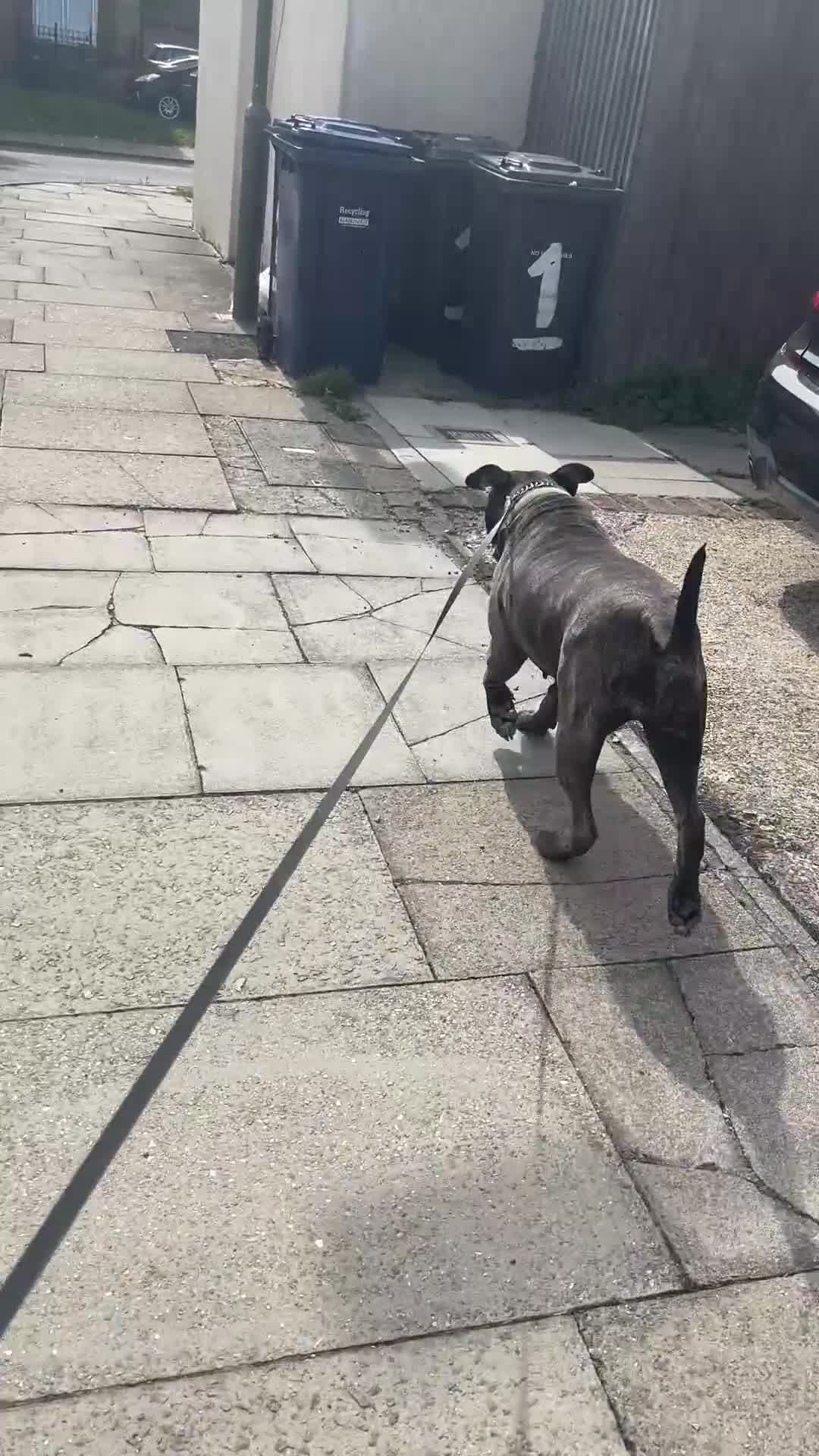 Presa Canario dogs for sale: 5 year old female presa canario  - Video 1