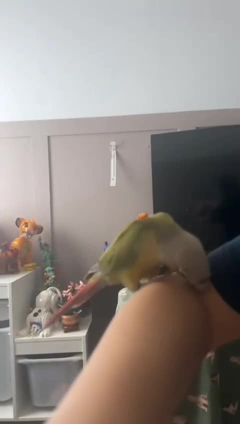 Conures birds for sale: Conure for sale  - Video 2