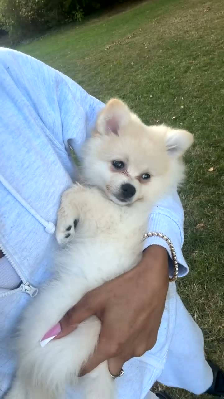 Pomsky dogs for sale: King – Stunning Bronde Pomeranian Boy - Video 5