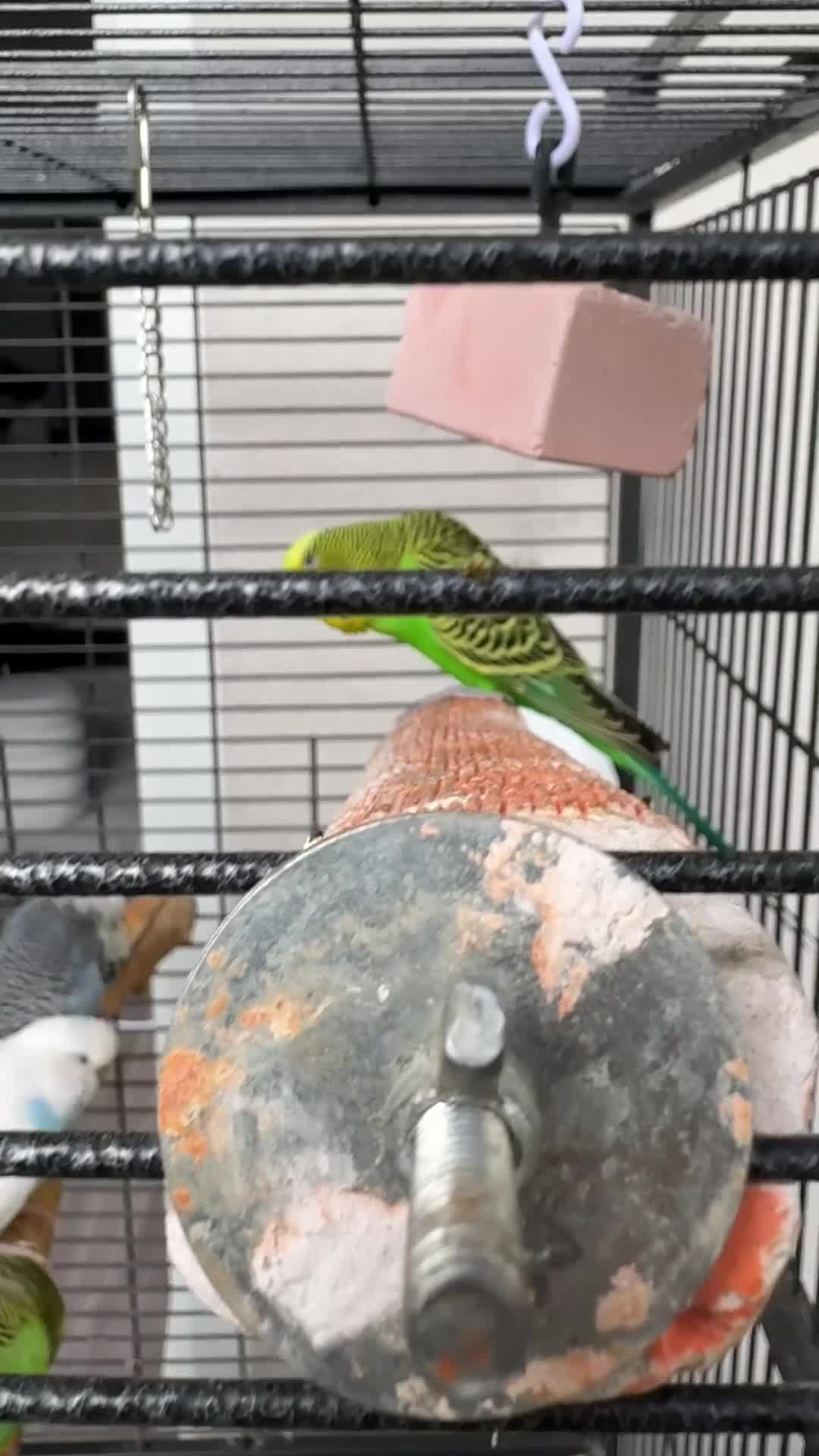 Budgerigars birds for sale: 6 budgies for sale beautiful colpurs - Video 1