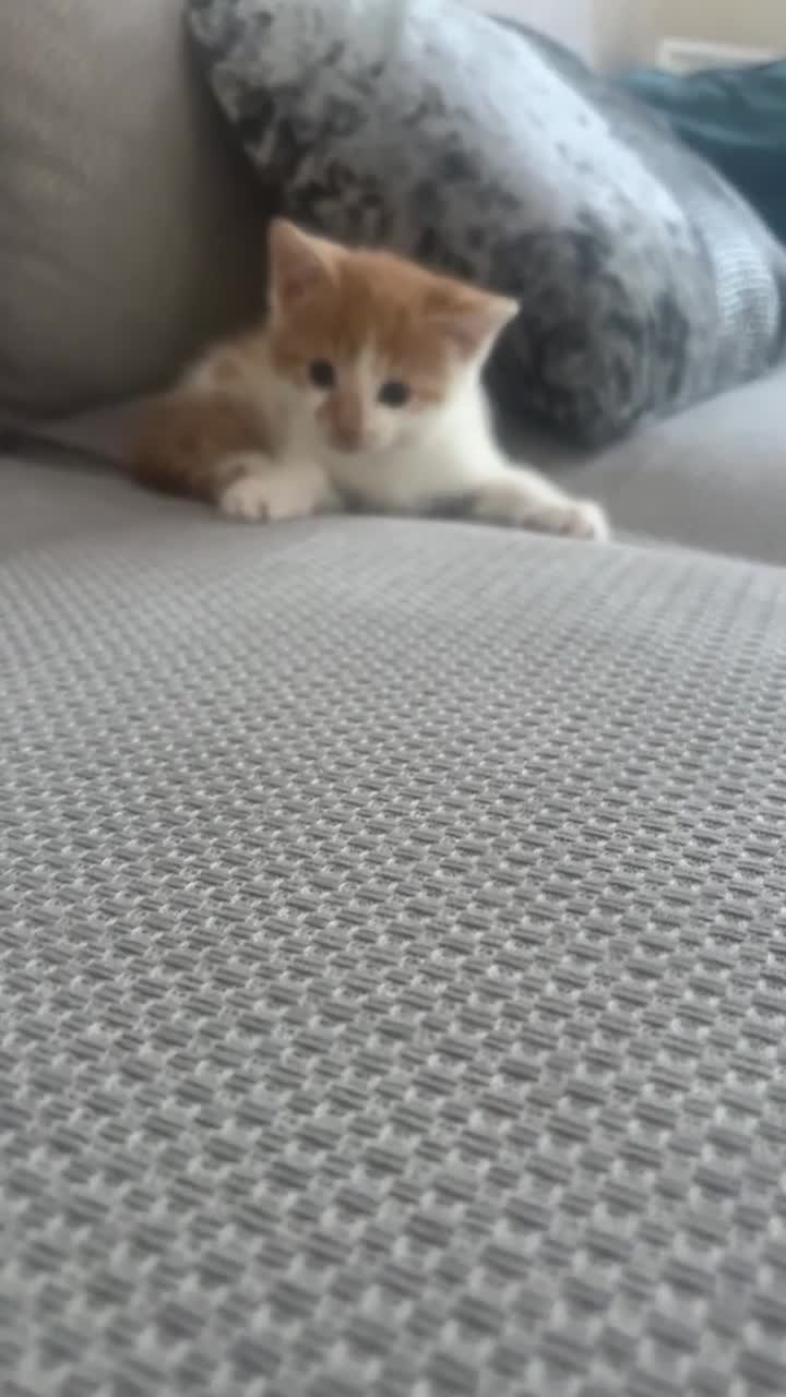Mixed Breed cats for sale: 1 ginger boy left  - Video 2