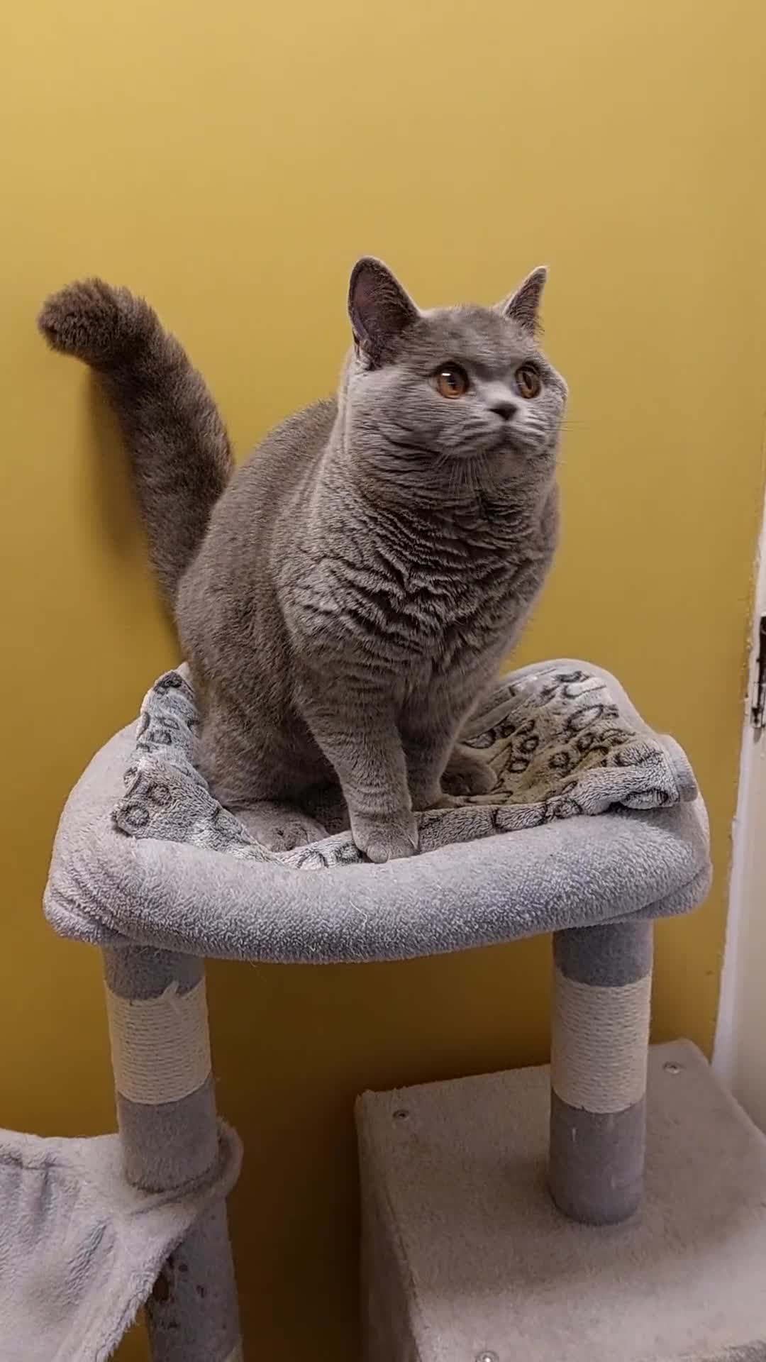 British Shorthair cats for sale: ‼️PRESTIGIOUS‼️🏆CH SIRED FEMAL - Video 3