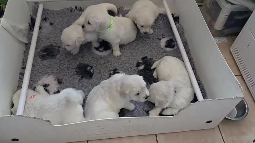 Golden Retriever dogs for sale: Palest Cream KC registered puppies for sale - Video 2