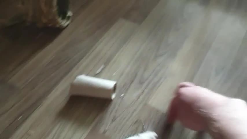 Rat rodents for sale: 3 beautiful rats  - Video 2