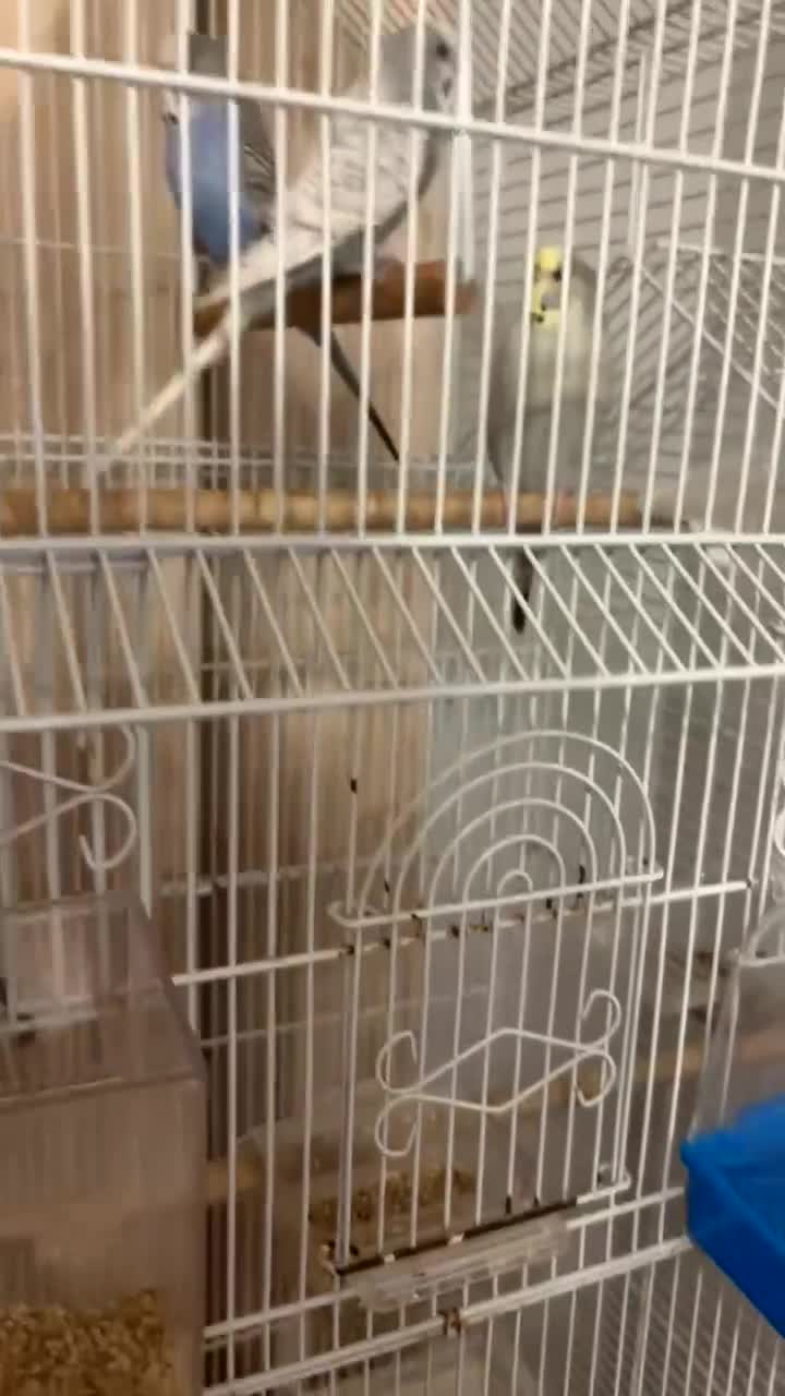 Budgerigars birds for sale: Budgie birds in Gloucester - Video 2