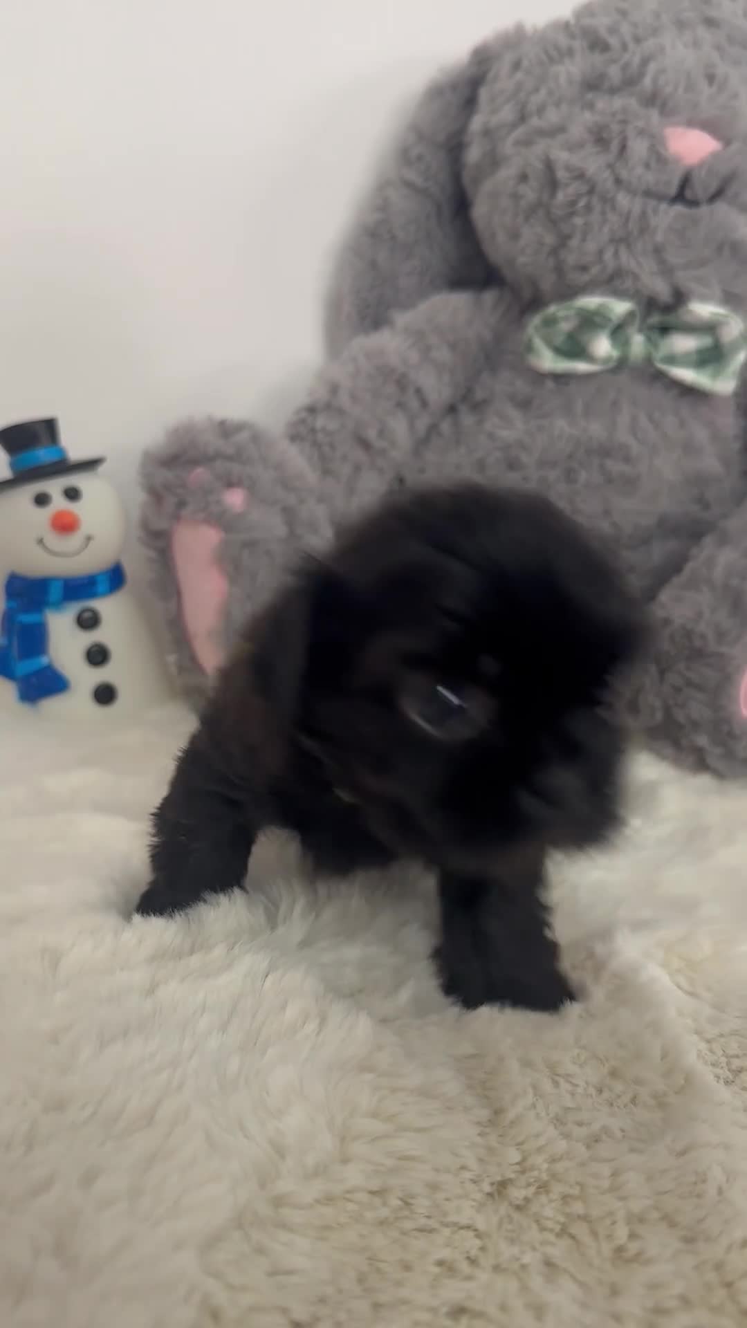 Shih Tzu dogs for sale: RARE solid black American imperial  - Video 2