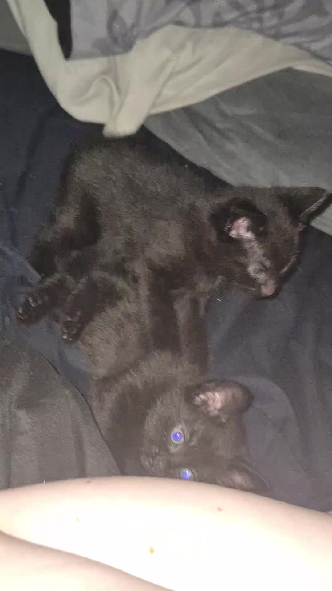 Mixed Breed cats for sale: 2 kittens for sale in hull pick up only - Video 3