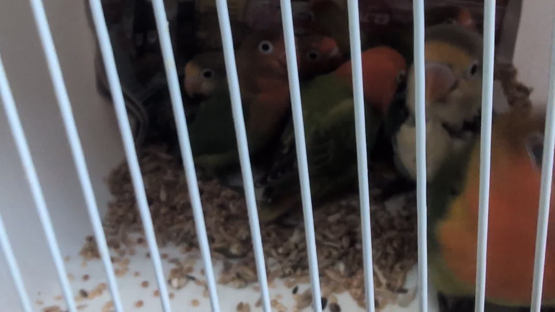 Lovebirds birds for sale: Hand Reared New Born Love Birds in London - Video 2