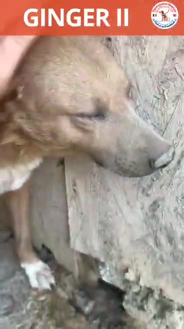 Mixed Breed dogs for adoption: ❤️🐾🐾🐾GINGER 🐾🐾🐾🐾SWEET BOY LOOKING FOR HOME - Video 1