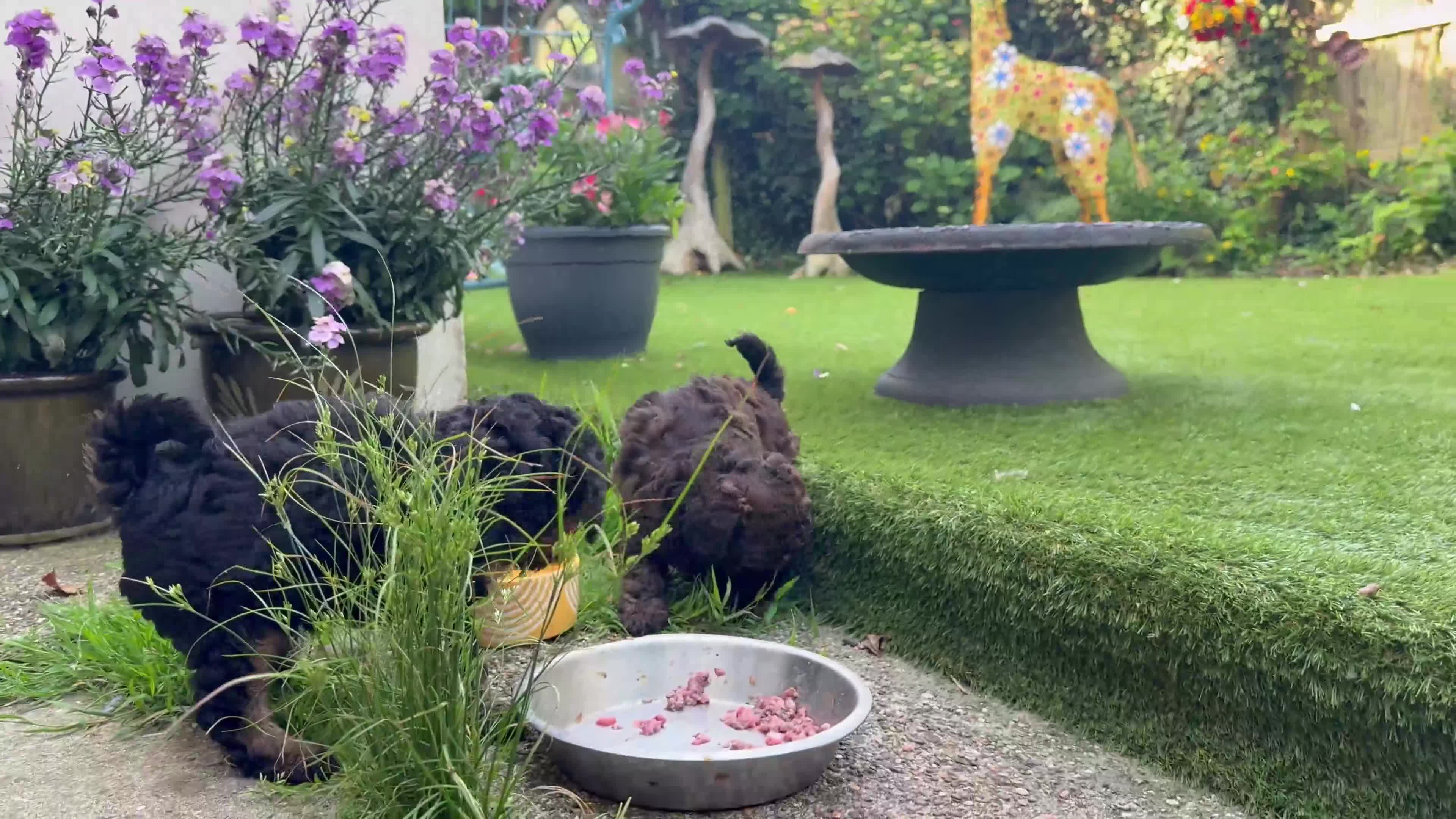 Cavapoochon dogs for sale: Cavapoo curly wurly puppies. 5* Council Reg’d - Video 1