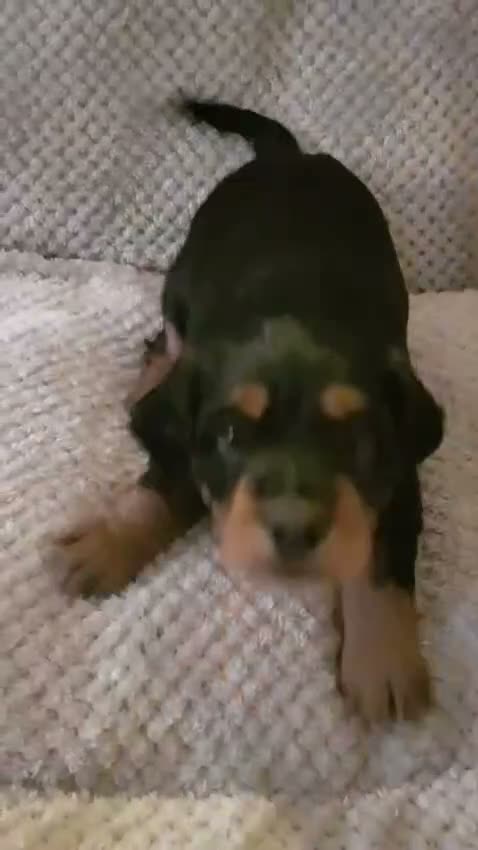 Cocker Spaniel dogs for sale: Working Cocker Spaniel Puppies, Black and Tan, Red - Video 1