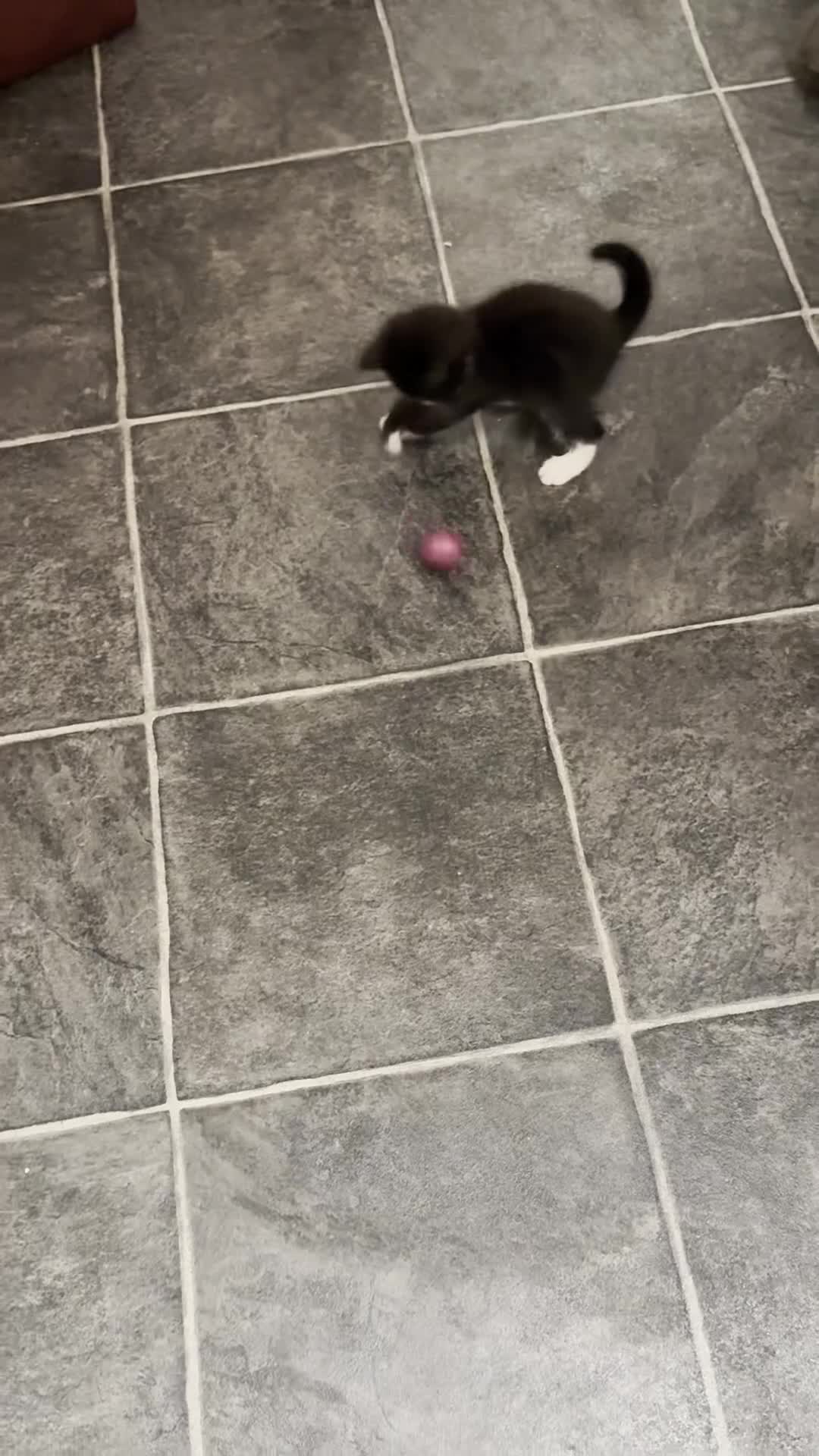 Mixed Breed cats for sale: Tuxedo Kitten looking 4 a home - Video 1