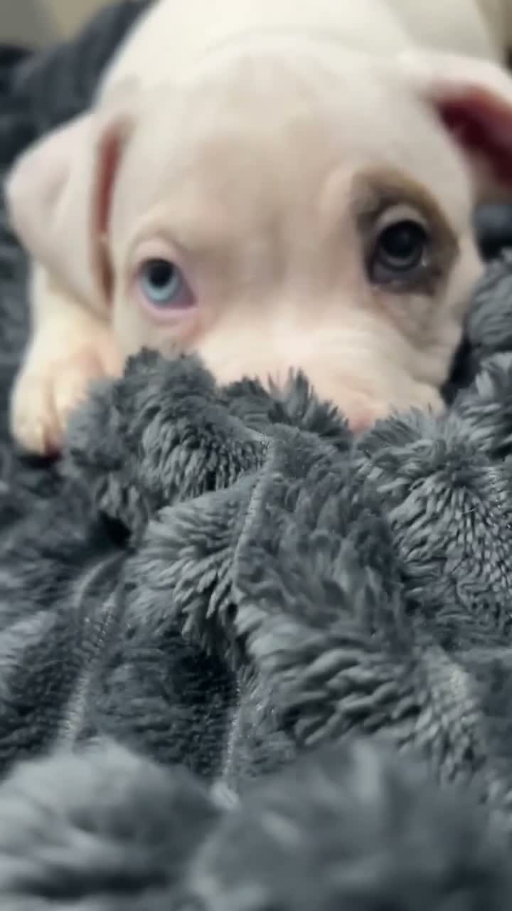 American Bully dogs for sale: Male  - Video 2