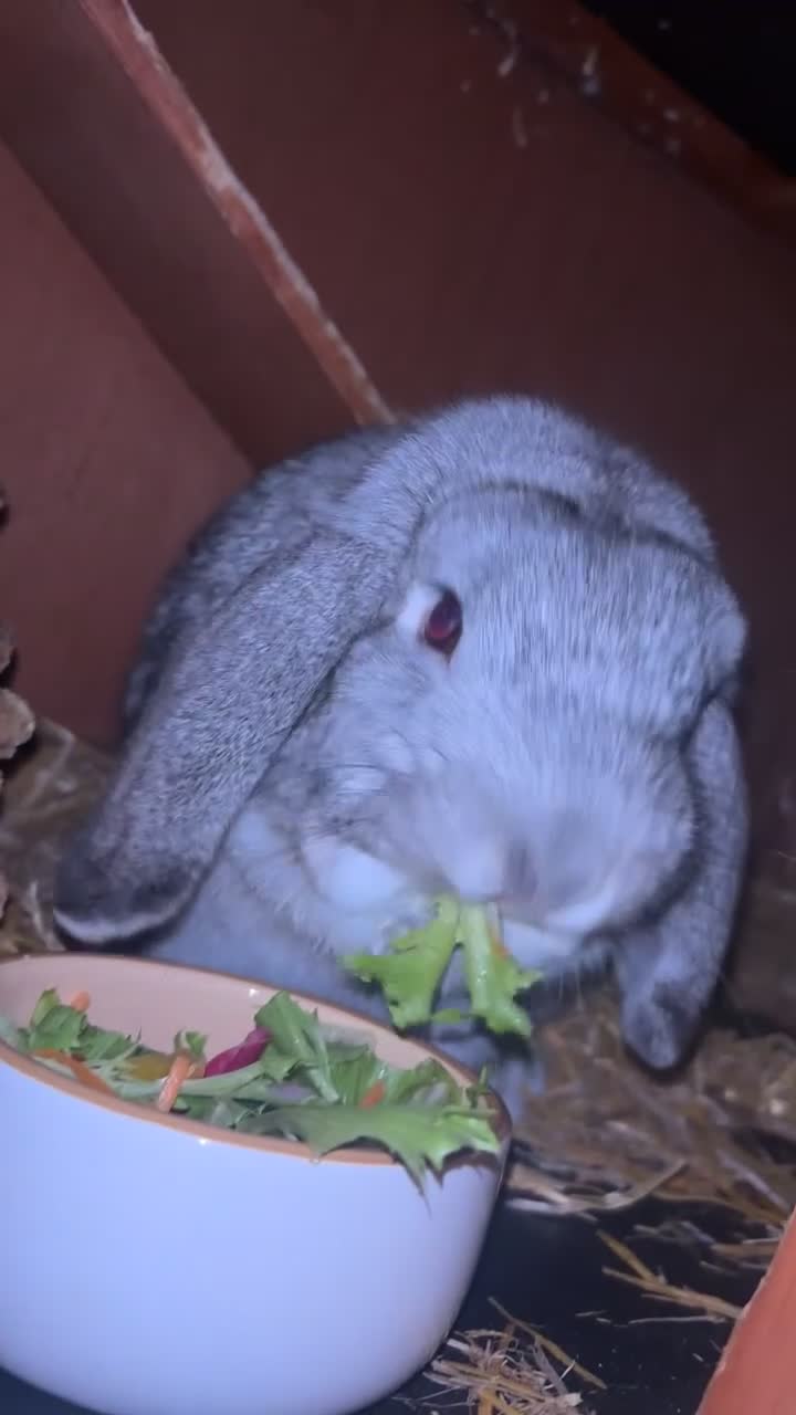Dwarf Lop rabbits for sale: Dwarf Lop  - Video 1