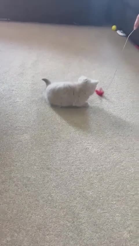 British Shorthair cats for sale: Gorgeous British shorthair and longhair💙💖🏆🏆 - Video 3