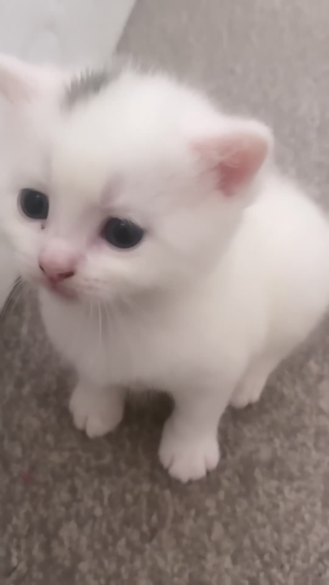 Mixed Breed cats for sale: mixed british short haired kittens  - Video 1
