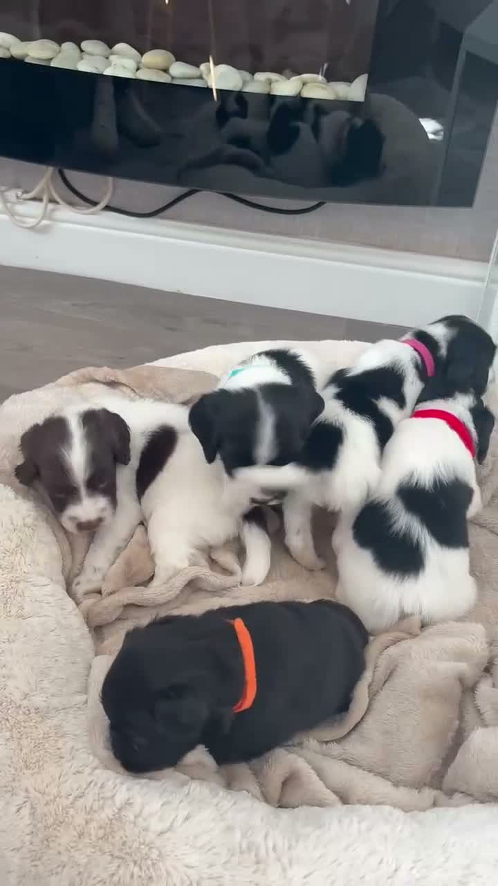 Sprocker dogs for sale: Sprocker spaniels  in Caernarfon - Video 4