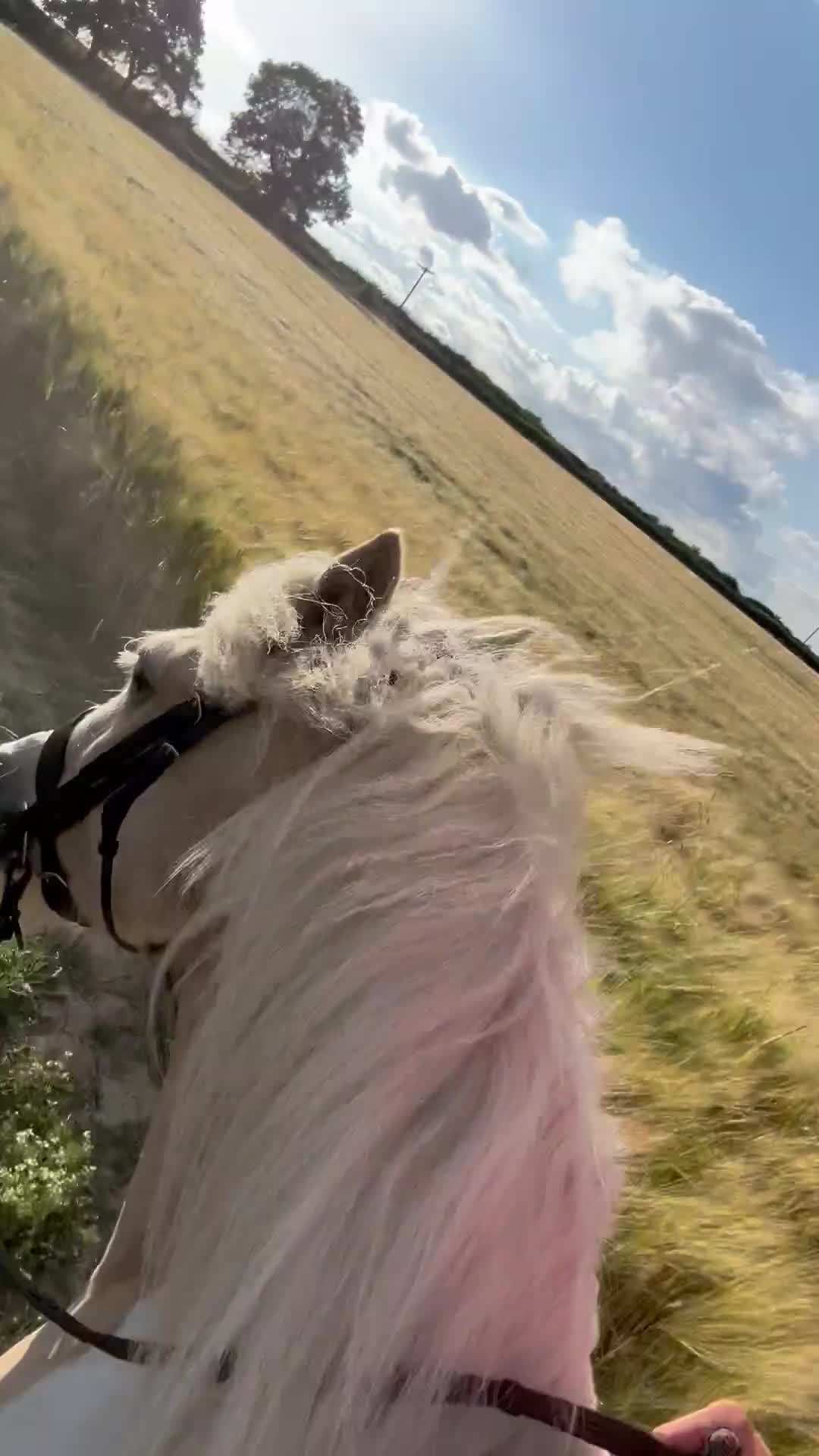 Irish Cob horses for sale: Hennessy  - Video 4