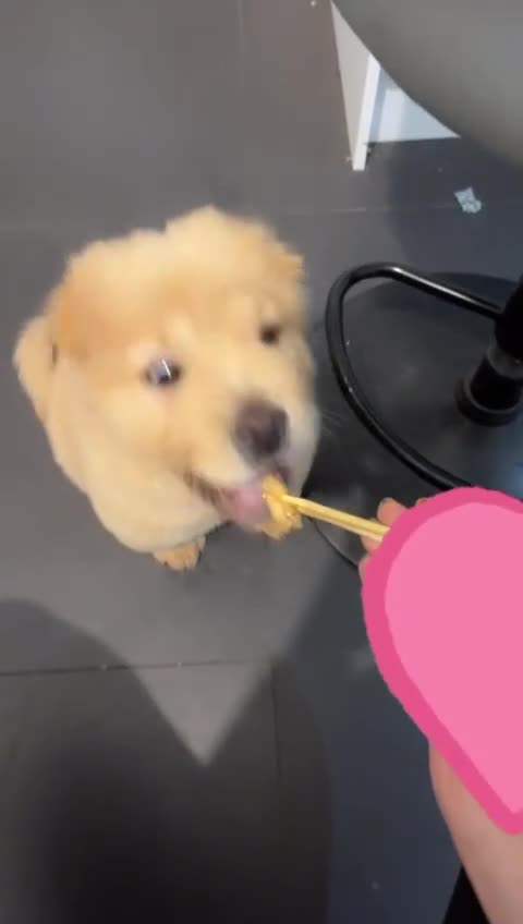 Chow Chow dogs for sale: Nova  - Video 1