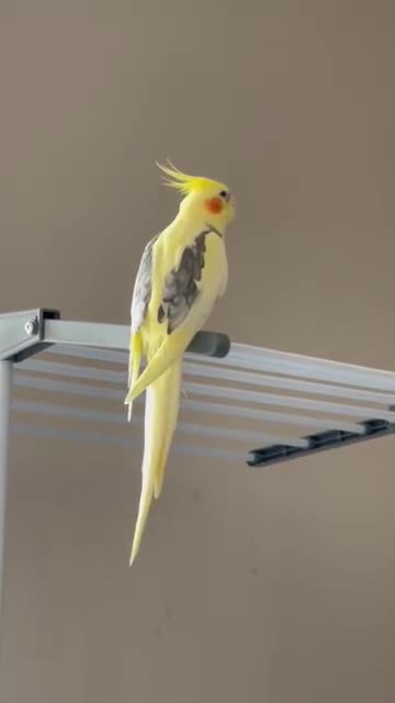 Cockatiels birds for sale: Loving male cockatiel looking for home in Reading - Video 3