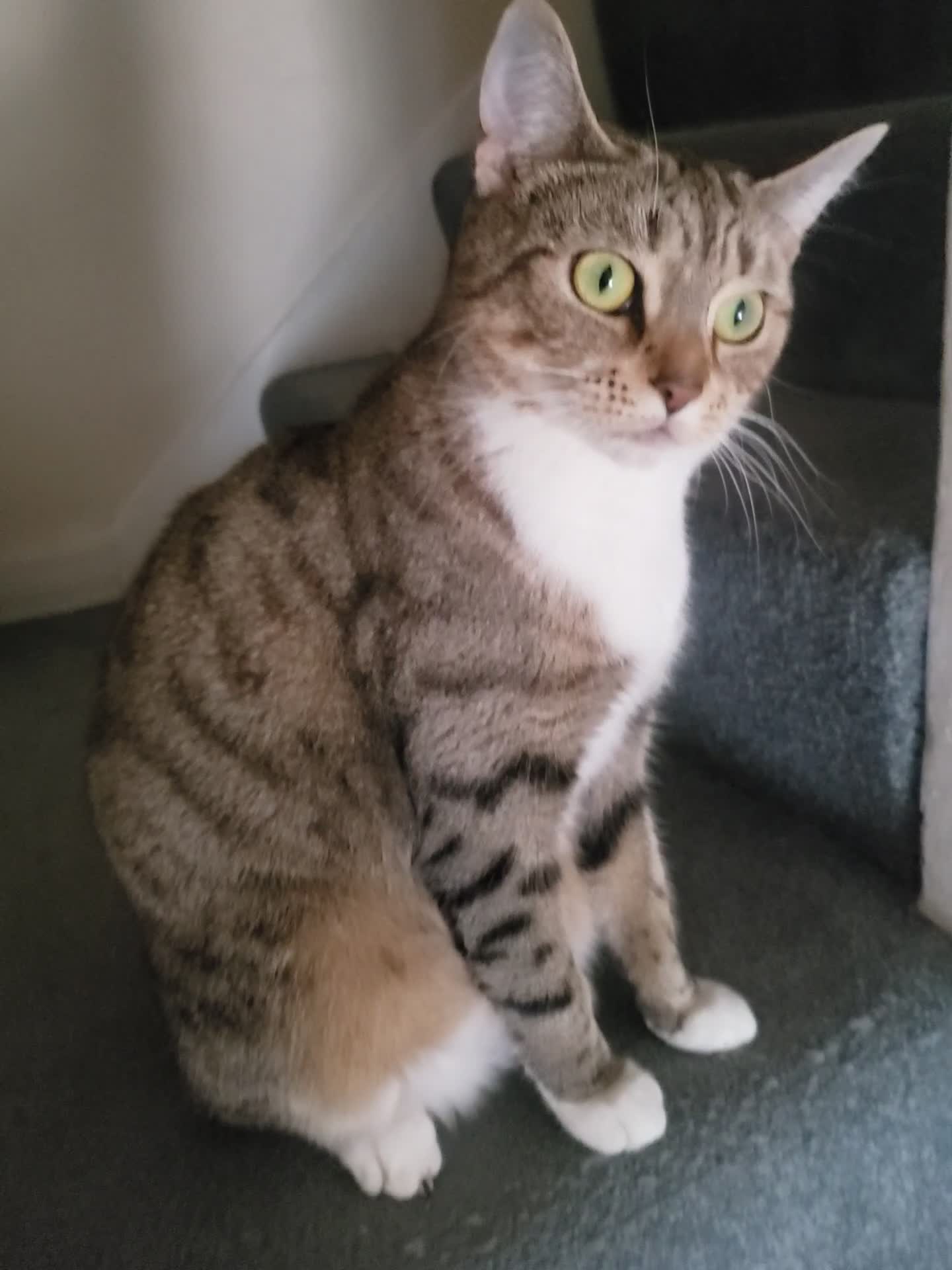 Domestic Shorthair cats for sale: Two loving young Bengal Mix Sisters - Video 1