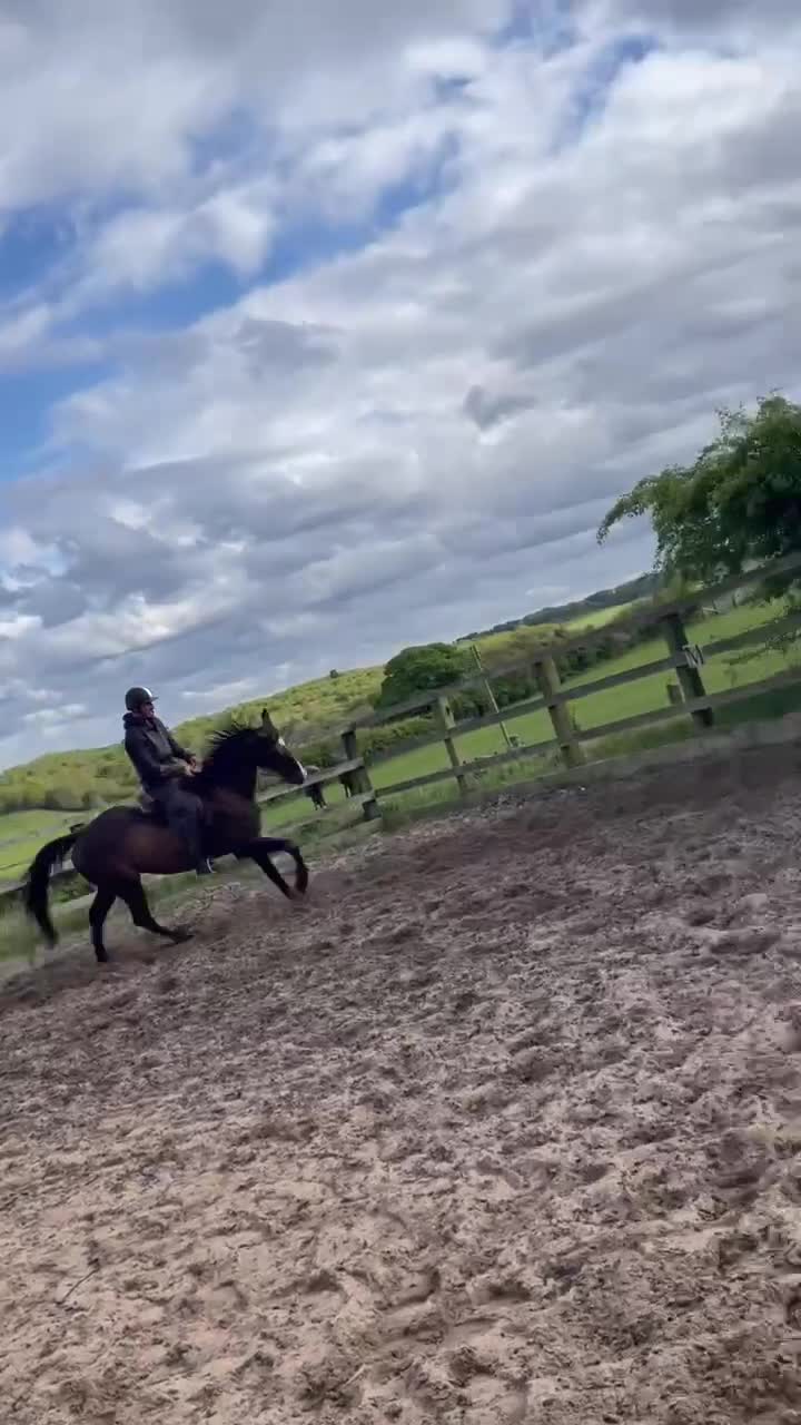 Other Breed horses for sale: 16.2 gelding  in Whitby - Video 1