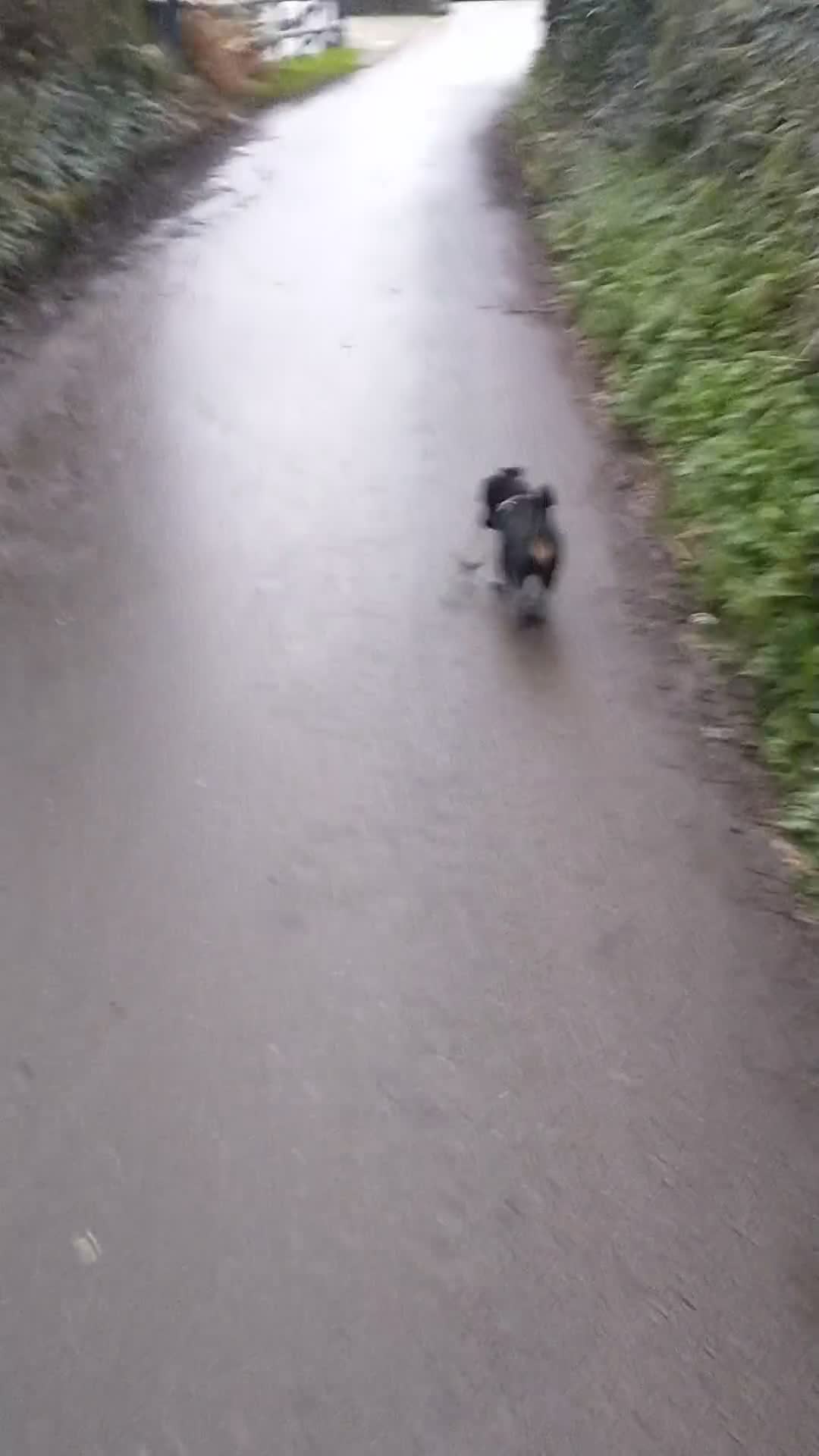 Jackshund dogs for sale: Jackshund for sale in Tintagel - Video 1