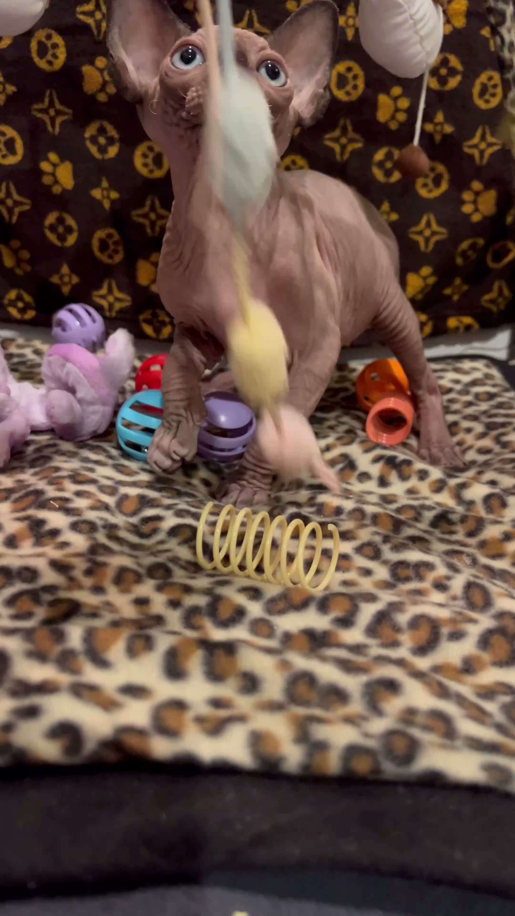 Sphynx cats for sale: 🐾 Beautiful Sphynx Kittens  ready to leave🐾 - Video 1