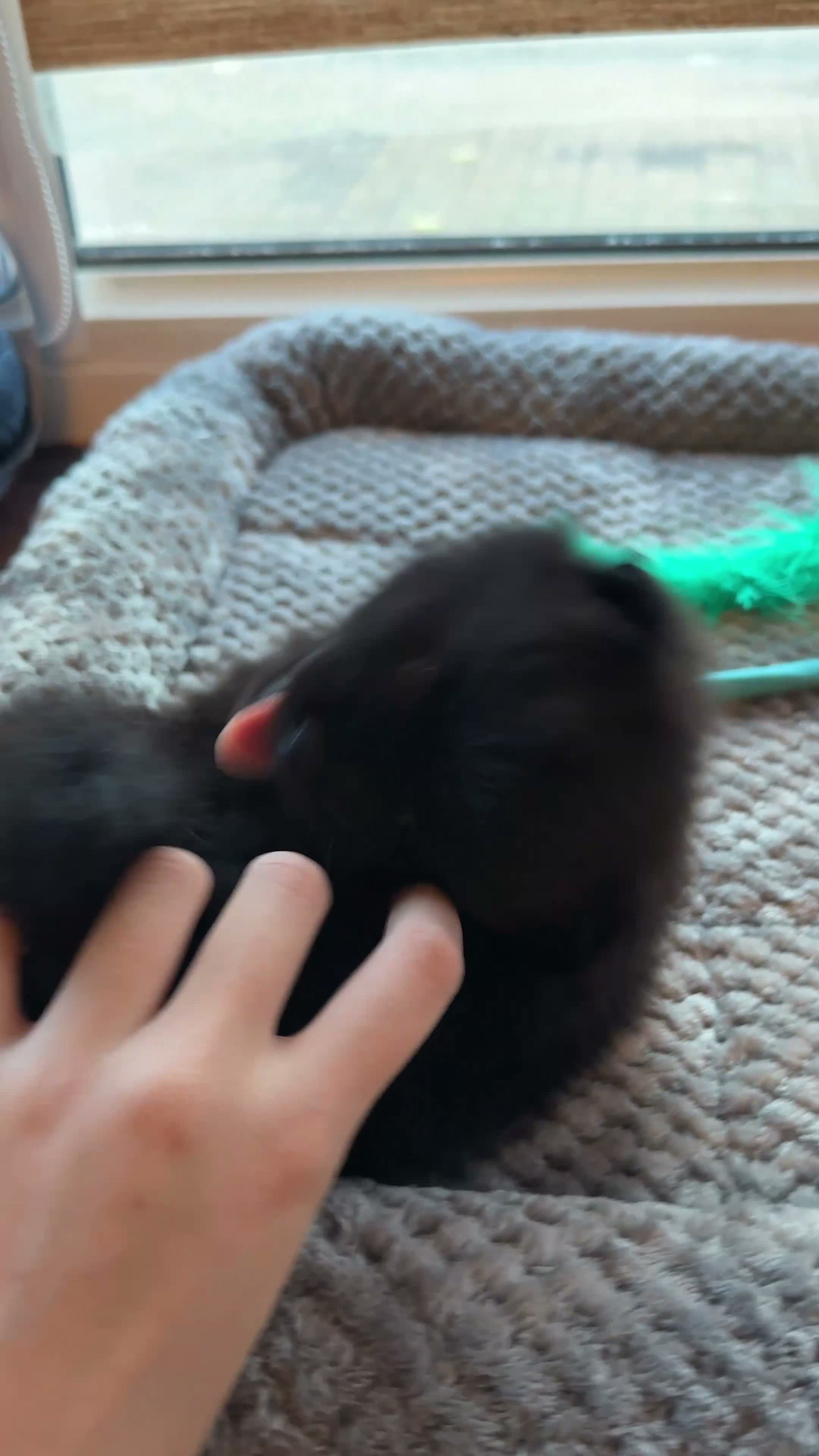 Pomeranian dogs for sale: 1 playful, beautiful Pomeranian for SALE!!! in Dagenham - Video 3
