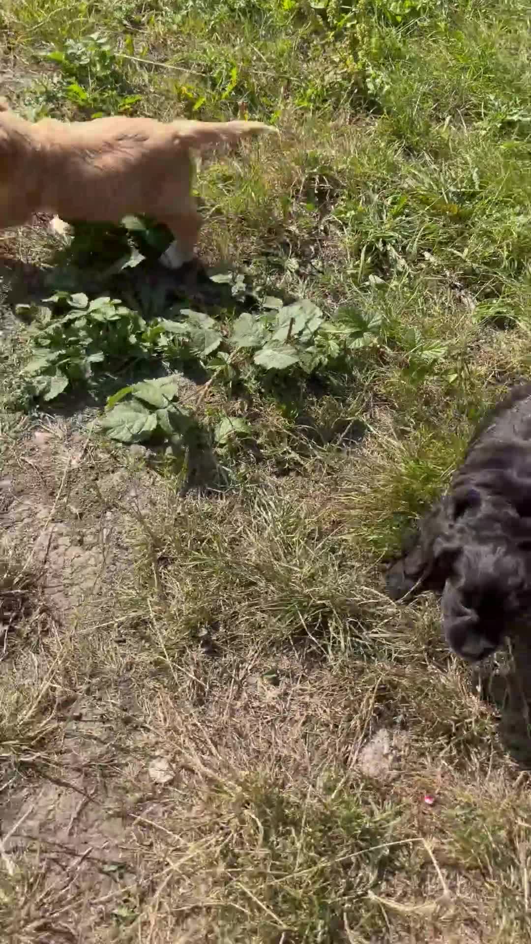 Cockapoo dogs for sale: Cockapoo 2 little girls ready new home 🏡 in Wigan - Video 1
