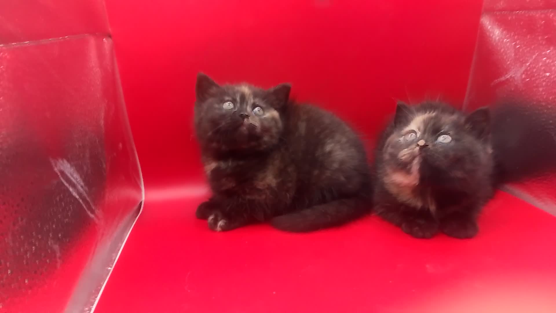 British Shorthair cats for sale: Beautiful  British Shorthair  - Video 3