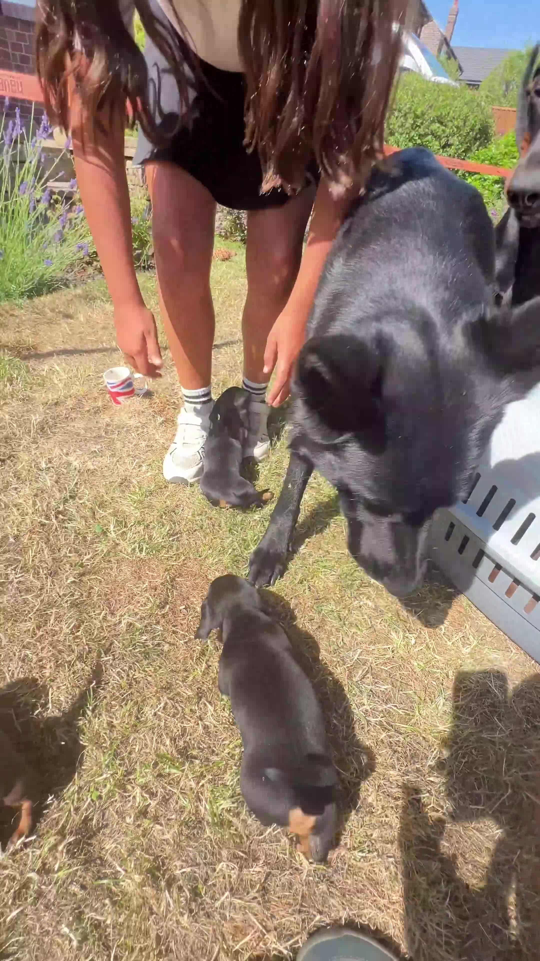 Miniature Dachshund dogs for sale: Miniature dachshund 3 boys 1 girl  - Video 1