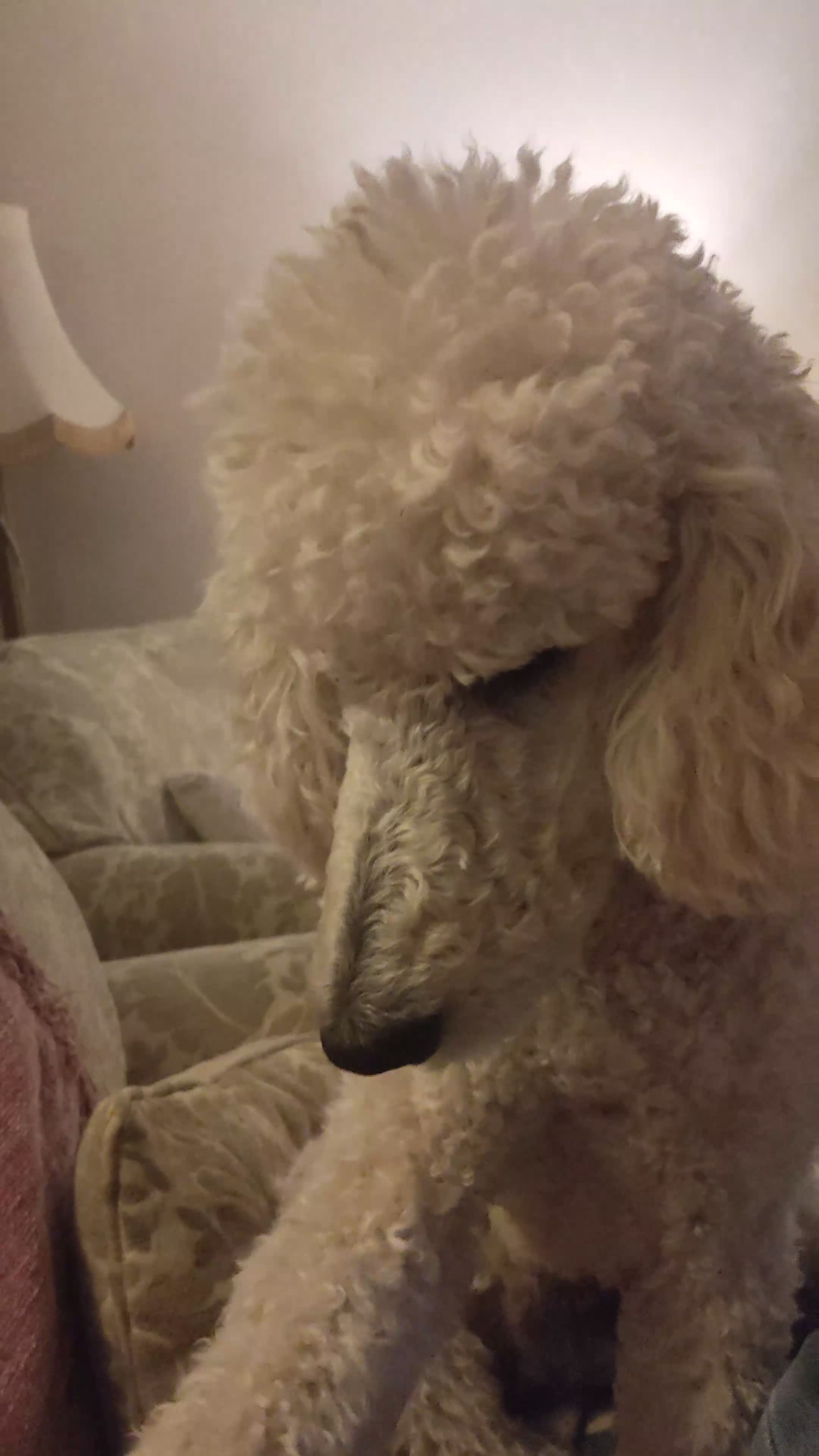Standard Poodle dogs for sale: Silver KC registered Standard Poodle puppies - Video 1