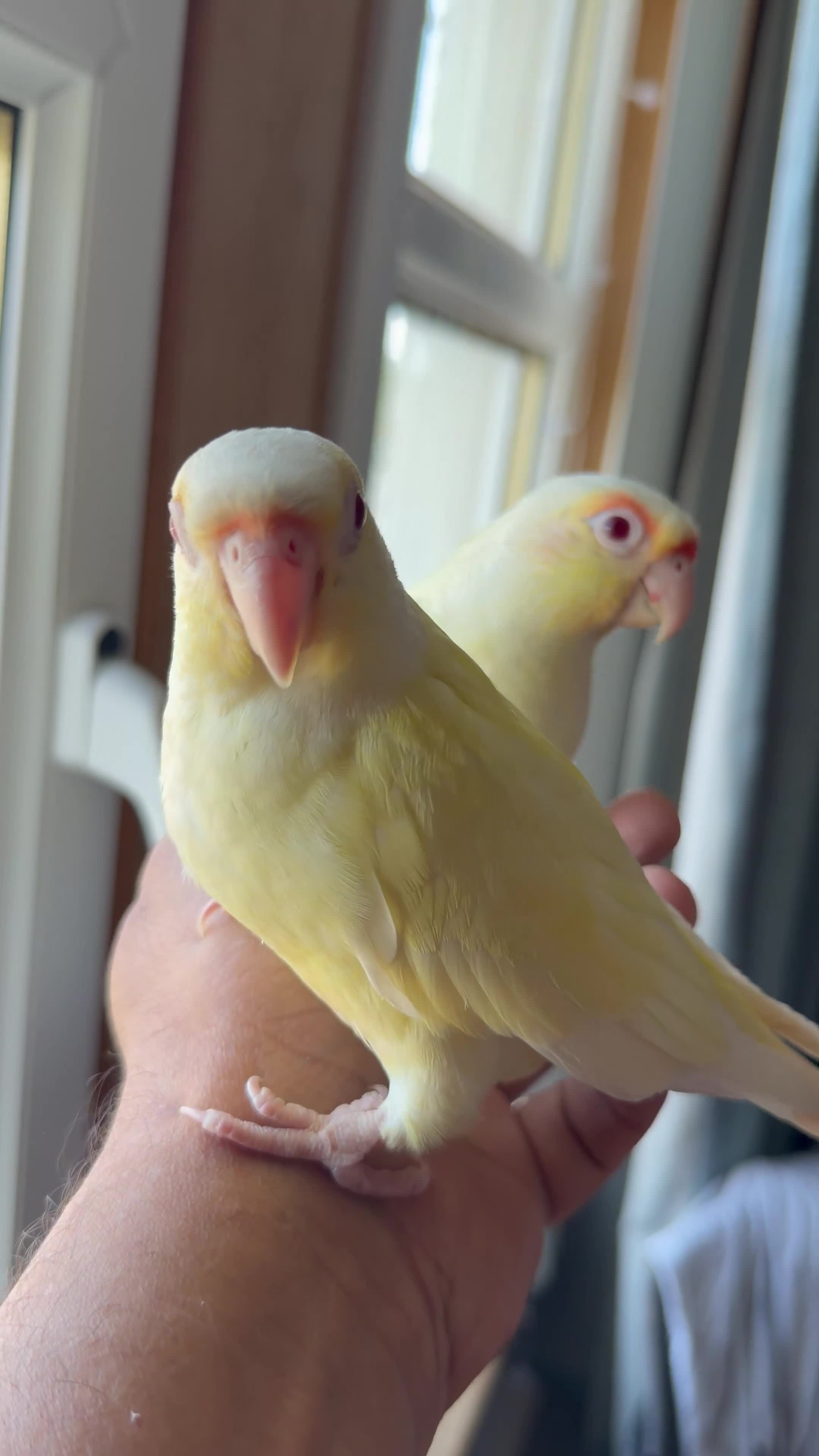 Conures birds for sale: Green check conures tamed - Video 1