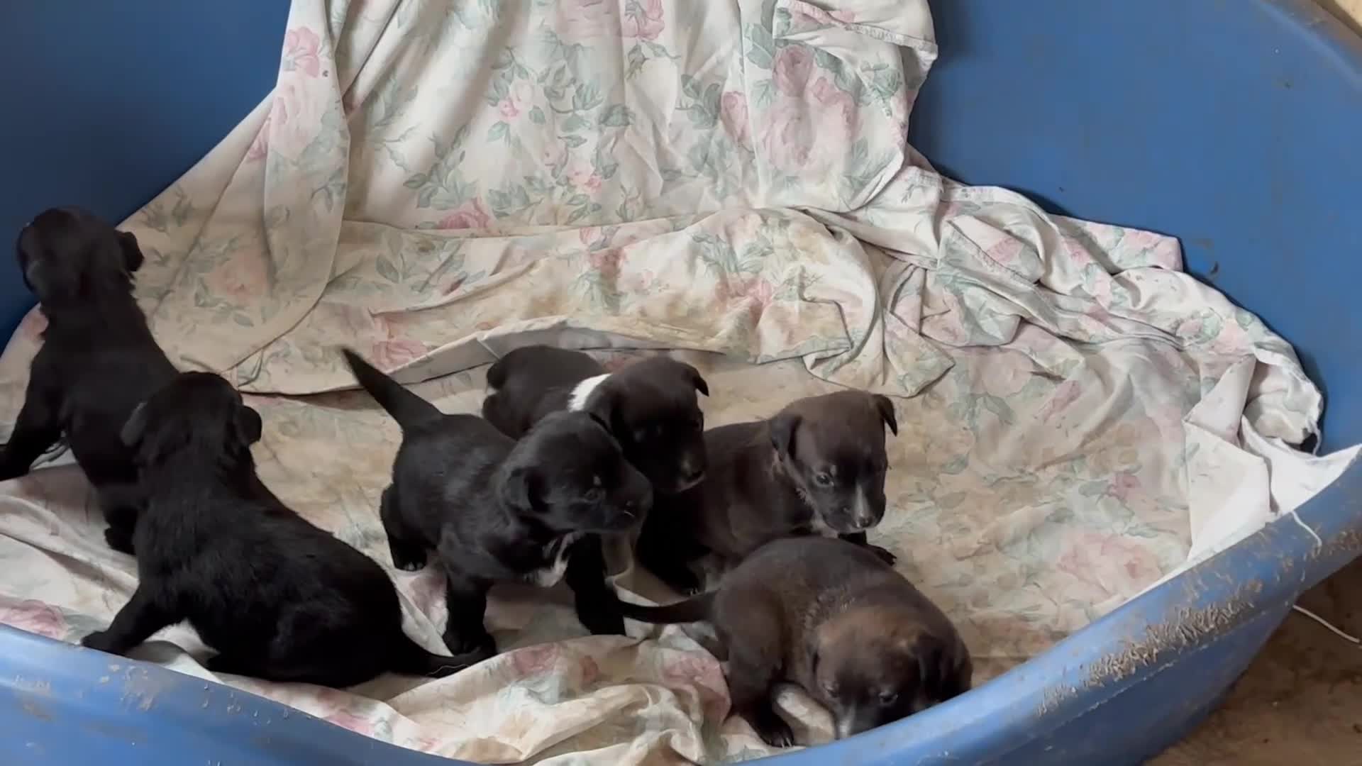 Border Collie dogs for sale: 2 collie boys remaining  - Video 1