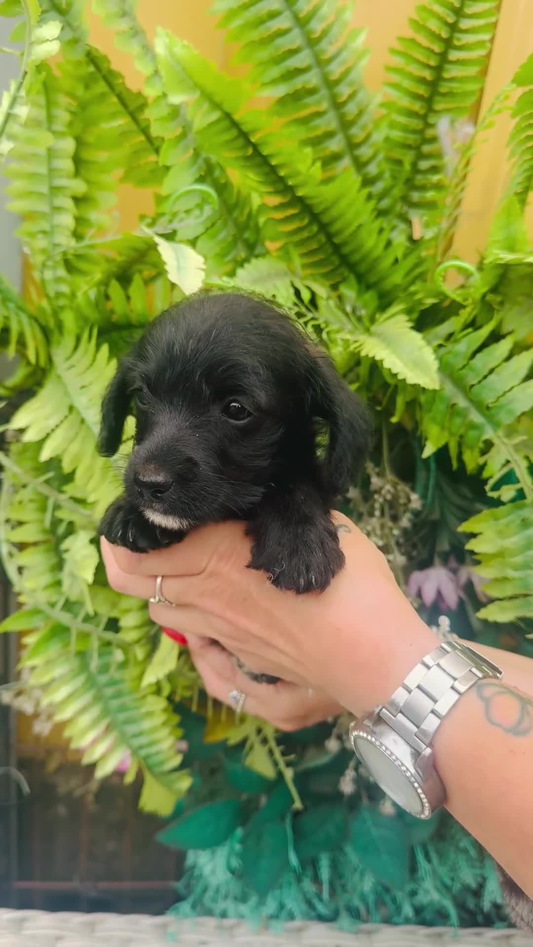 Jackapoo dogs for sale: Tiny jackapoos - Video 4