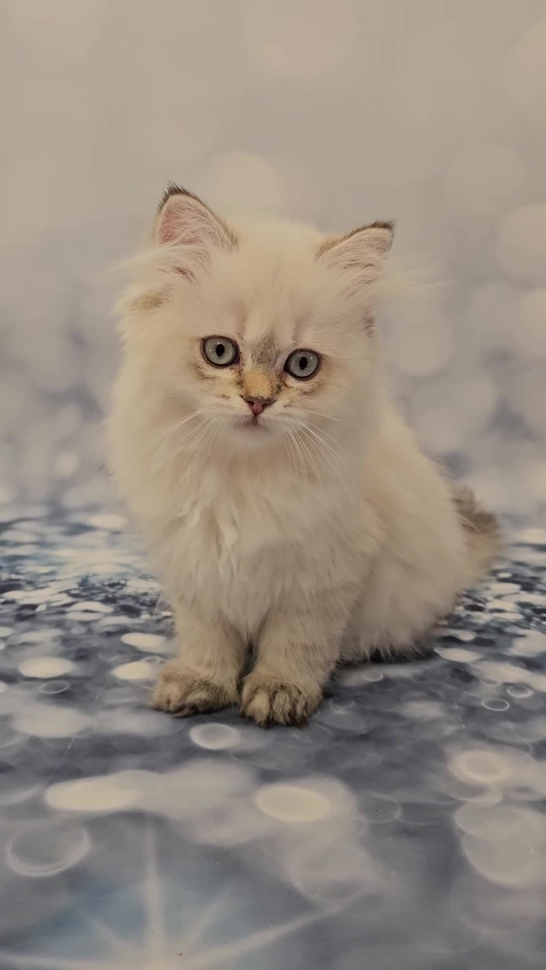 British Longhair cats for sale: Excellent Scottish straight Highland Kittens - Video 1