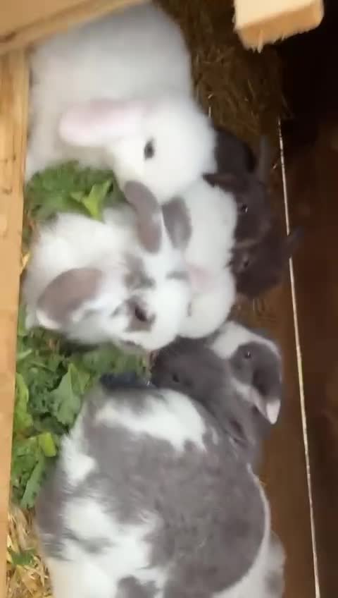 Mini Lop rabbits for sale: Pure breed minilop rabbits - Video 1