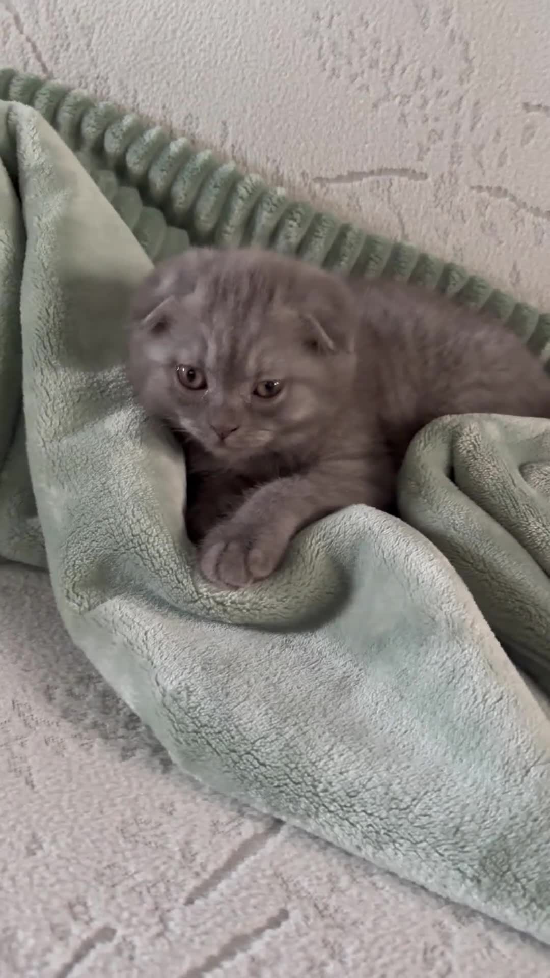 Scottish Fold cats for sale: Scottish Fold kitten - Video 5