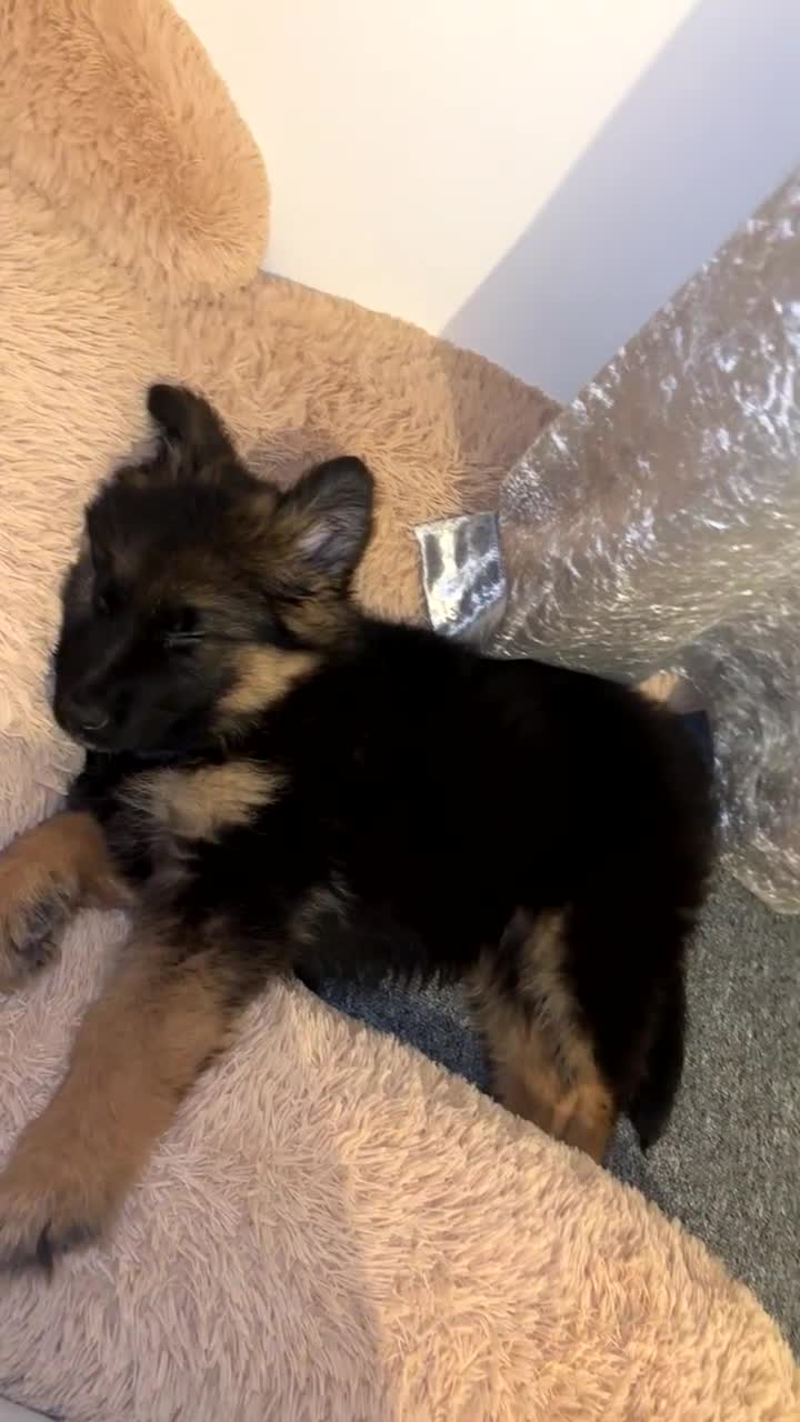 German Shepherd dogs for sale: Male German shepherd puppy for sale  - Video 1