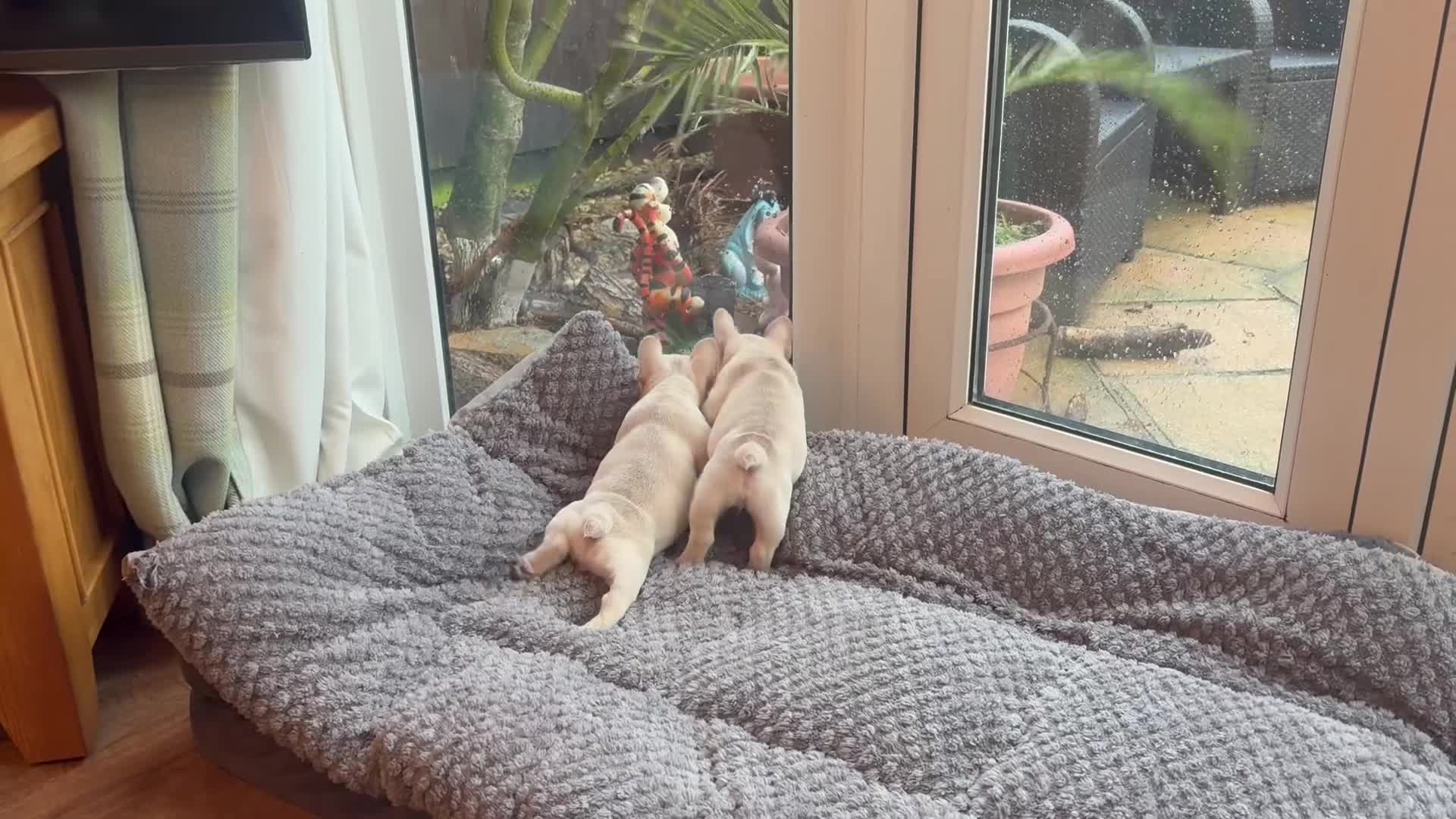 French Bulldog dogs for sale: Only 2 Girls left:French Bull Dog Puppies - Video 2