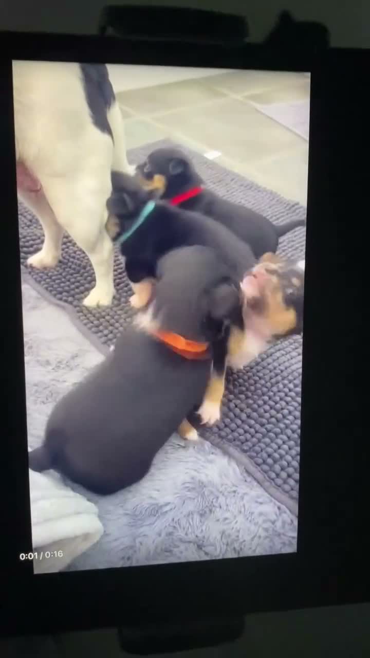 Mixed Breed dogs for sale: 3 male pomchi jacks in Preston - Video 3