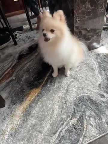 Pomeranian dogs for stud:     Stunning Cream Male Pomeranian – 1.5 Years Old in Wolverhampton - Video 2