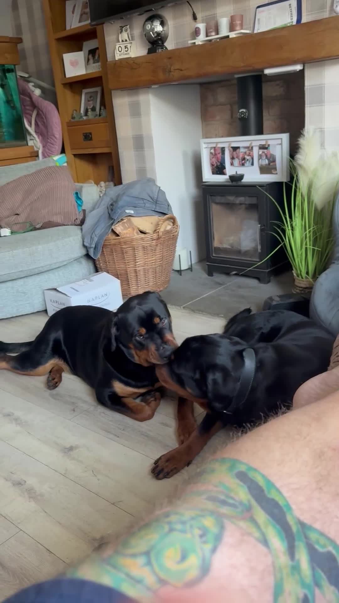 Rottweiler dogs for sale: 1 year old female Rottweiler for sale  - Video 2