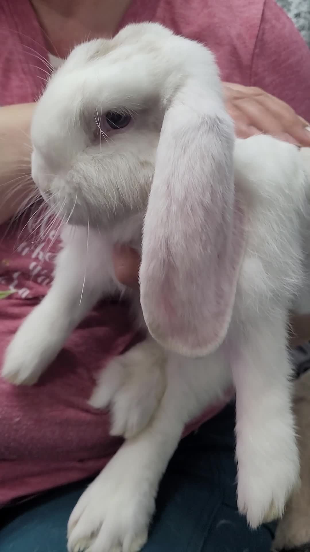 French Lop rabbits for sale: Pure Bred French Lop babies - Video 3