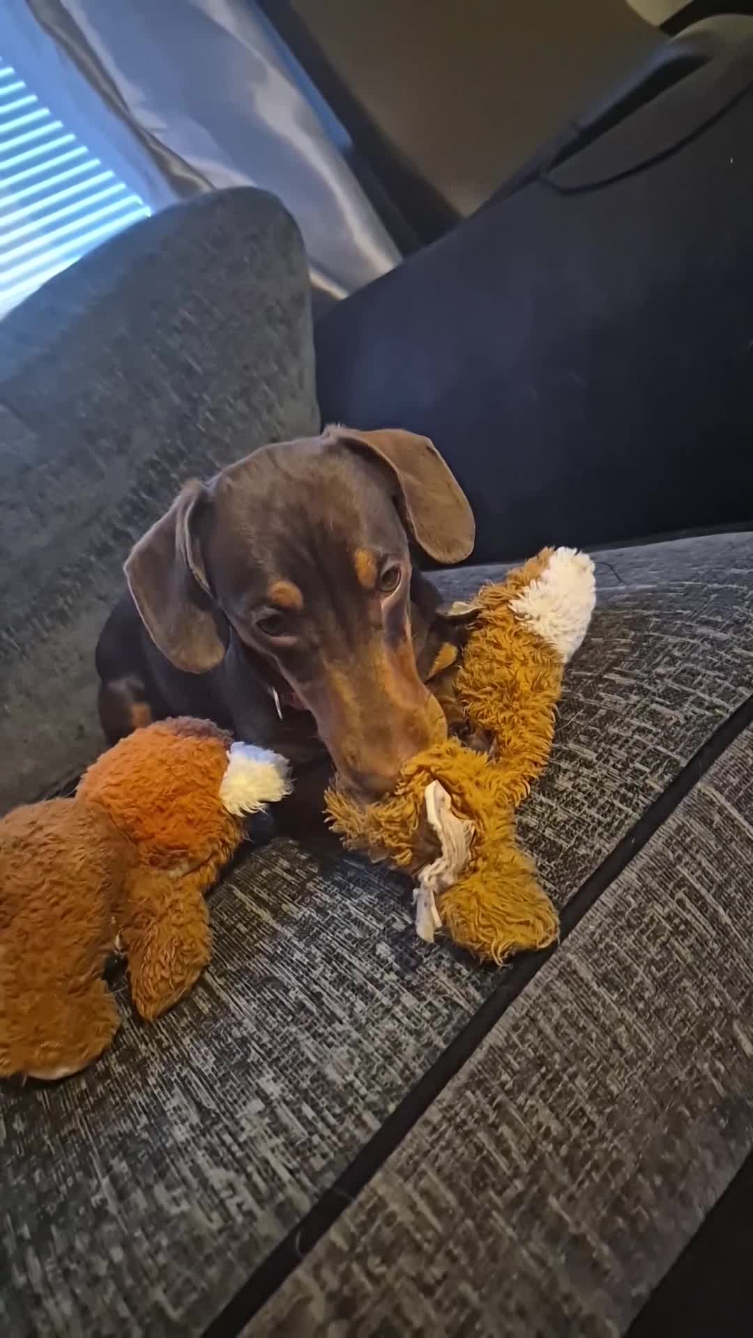 Miniature Dachshund dogs for stud: STUD available  - Video 1