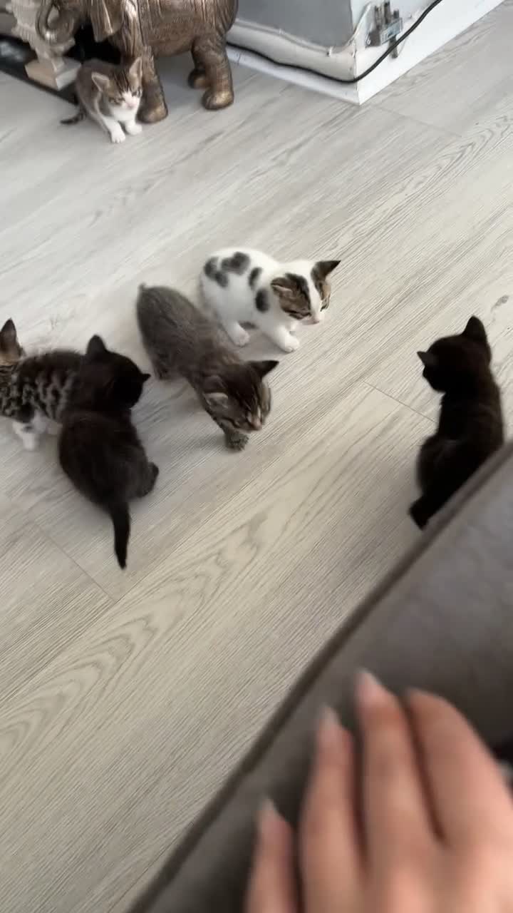 Mixed Breed cats for sale: 6 beautiful kittens ready too go  - Video 1