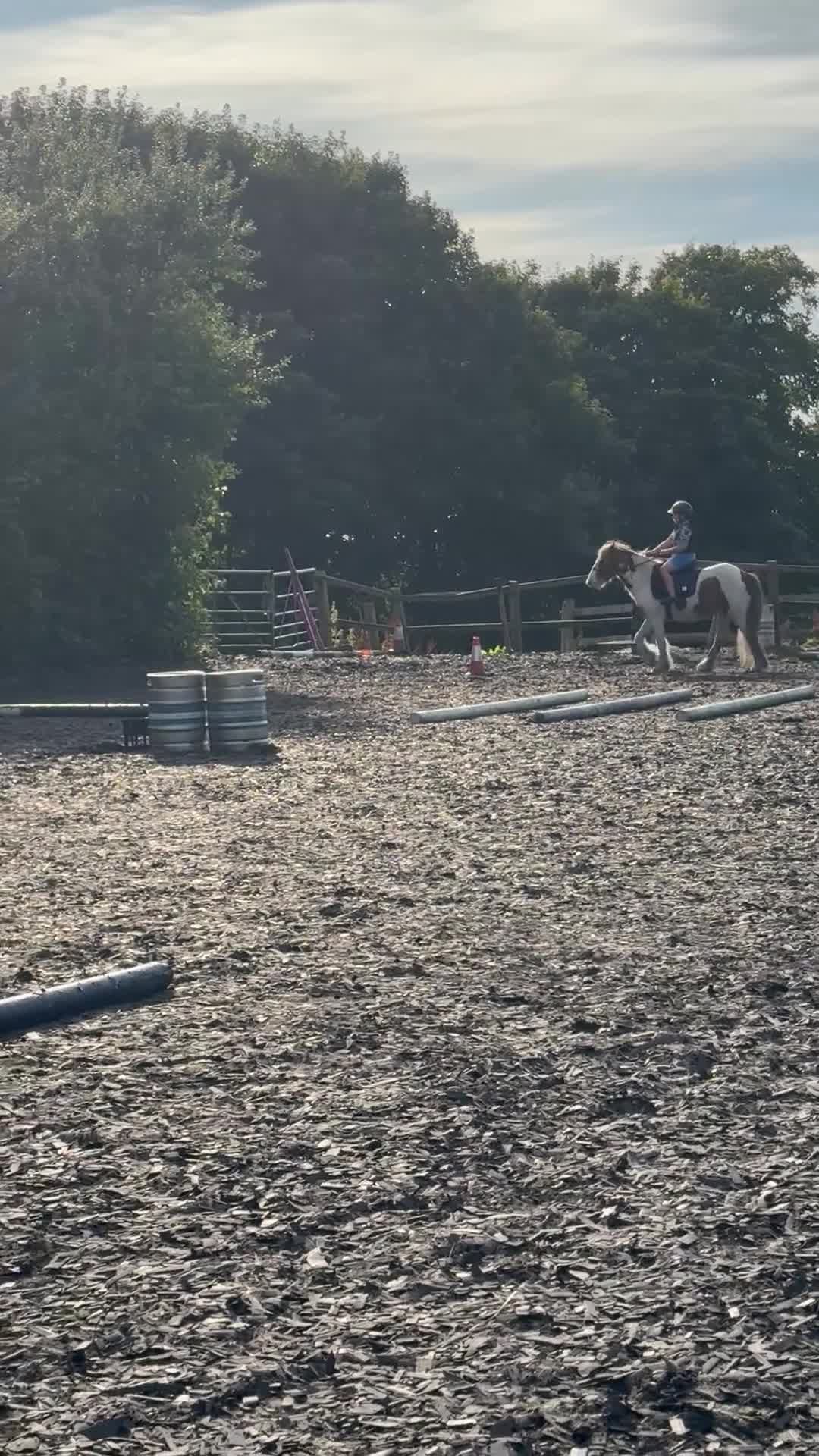 Irish Cob horses for sale: Spirit in Macclesfield - Video 2
