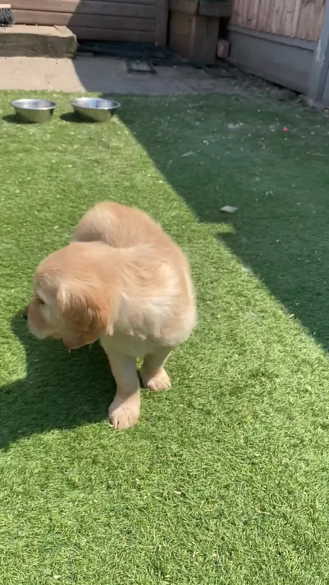 Golden Retriever dogs for sale: 1 Beautiful Golden Retriever Girl Left 😍🩷 - Video 2